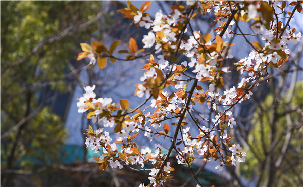 春暖花開，等你歸來——邀你云賞南新春景，以慰思念