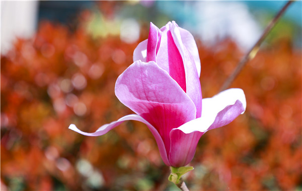 春暖花開，等你歸來——邀你云賞南新春景，以慰思念