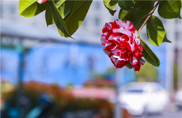 春暖花開，等你歸來——邀你云賞南新春景，以慰思念