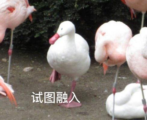 新華互聯(lián)網(wǎng)科技正式入駐Bilibili！會(huì)摩擦出什么樣火花呢？